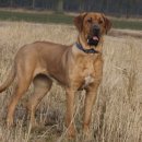 장원사슴농장 이미지