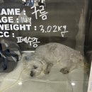 씨유메디칼 | 심장병 폐수종 강아지 산소방 씨유메디칼 클로버 대여 후기