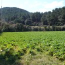 대수산봉 이미지