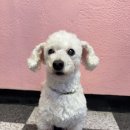 안녕댕댕이 | 우리 댕댕이 새 목걸이 자랑✨ 서은이네 반려동물 인식표 리얼 후기!