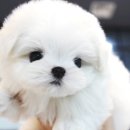 울산 제이앤독 애견샵 이미지