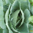 동수농장 이미지