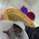 느낌it개 이미지