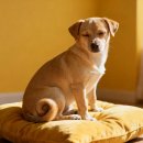 조은세탁산업 | 강아지 전기방석 안전할까? 저온화상 예방부터 제품 선택까지