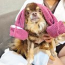 여수애견하우스 | 여수애견동반숙소 여수뮤지컬하우스 오션뷰숙소 솔직후기