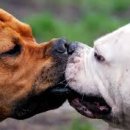 사랑하개 이미지