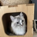 멍탕멍컷 이미지