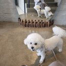 깡촌강쥐 | 대구 근교 청도 애견동반 여행 비오는 날 실내 애견동반카페를 찾다