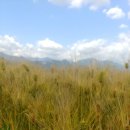 황금보리 이미지