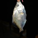 관매도(관호) 이미지