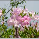 소백산 연화봉 - '철쭉이 저문 자리에서 즐긴 소백산 조망' 이미지