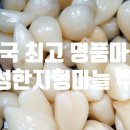 의성마늘 오토산산골농원 햇마늘 이래서 유명한 거였네