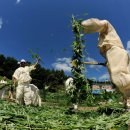 평창 방림삼베민속 | 「평창방림삼베민속」 강원도 무형문화재 지정