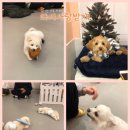 다시사랑받개 | 다시사랑받개 | 애견카페, 유기견 봉사, 반려견 동반