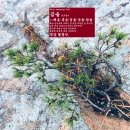 곰솔 Pinus thunbergii Parl. 이미지