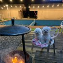 서울 근교 동두천 애견 동반 죠스 글램핑 | 애견 동반 수영장, 빙어 낚시