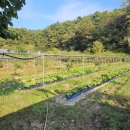 하빈농장 이미지