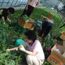 용일농장 Daum카페