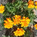 메리골드 이미지