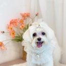 송당송당 이미지