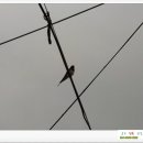 곰소넝쿨젓갈
