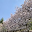 덕동산 근린공원 명법사 | 봄에 평택 덕동산 근린공원 명법사를 가야 하는 이유