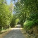 맹종죽순체험길 이미지