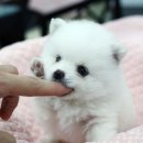 몽실몽실 이미지