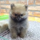 아이러브독 서초점 이미지