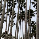 야자수 나라에서 만난 우리 이미지