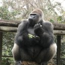 고릴라 이미지