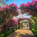 장미축제 이미지