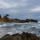 기성망양 이미지