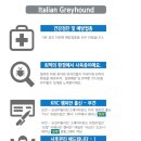 보성이탈리안그레이하운드 2 이미지