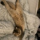 홍그루밍 이미지