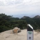 비봉진돗개 이미지