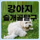 굿프렌즈동물병원 | 강아지 슬개골탈구수술 비용 및 증상 알려드릴게요