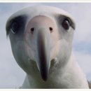 알바트로스 이미지