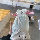 낭만 Dog 이미지