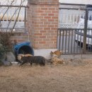 묵이네 냥이 이미지