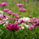 미현농장 이미지