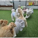 소소하개 이미지