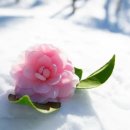 네잎클로버의 메아리 이미지