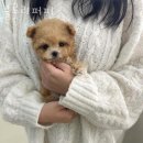 글로리퍼피 | 인천 청라동 강아지분양 글로리퍼피 영업시간 가는길