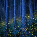 반딧불이 이미지