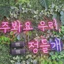 커몽도그