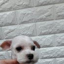 사랑해줄개 애견샵 이미지