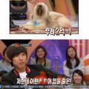 개 최고 이미지