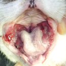 중동 우리아이 동물병원 이미지