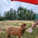 해오름목장 이미지